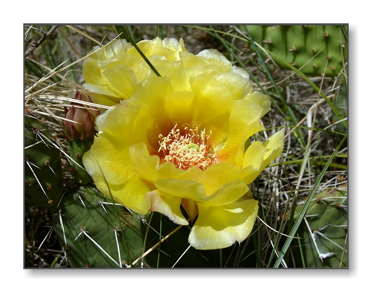 Yellow Cactus FlowerBadlands Nat'l Park, SD