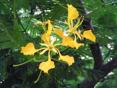 Yellow Royal Poinciana (Delonix regia var. Flavida)