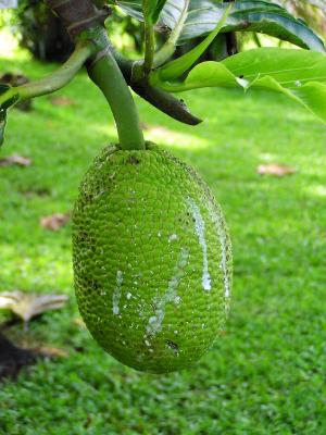 Immature breadfruit