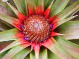 Bromeliad