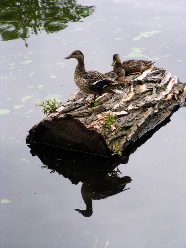 Ducks