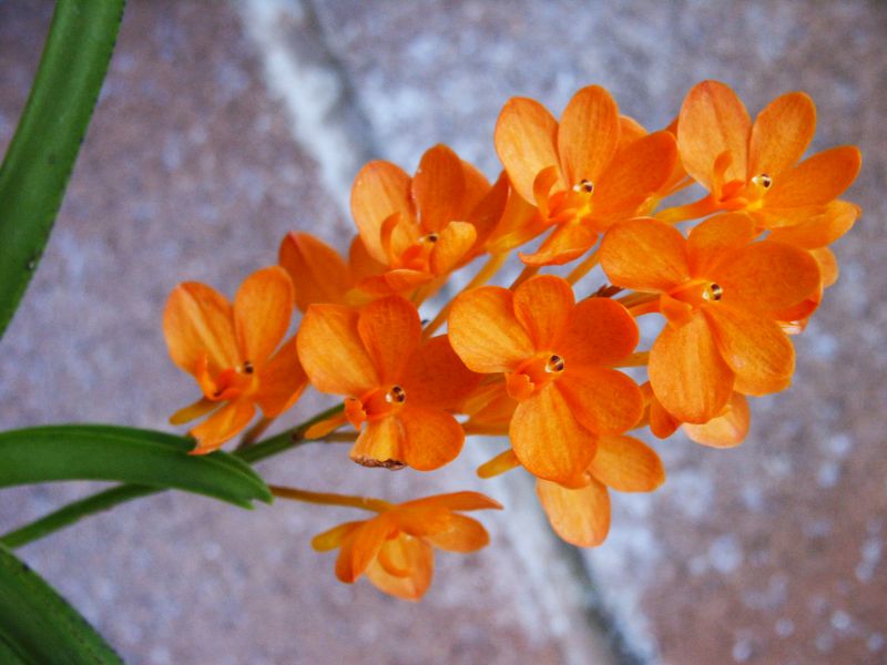 Orange vanda orchid