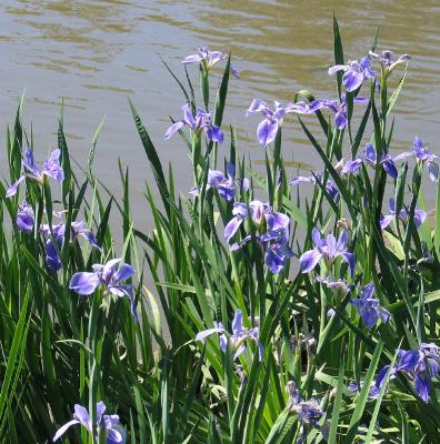 Louisiana native irises