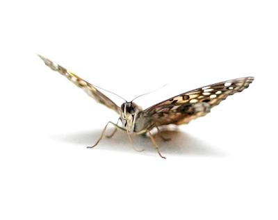 Butterfly on my car roof