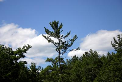 Tree tops of Bushkill Falls from bottom of Main Falls