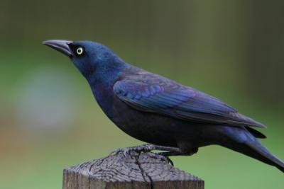 0033 grackle 12-04.jpg