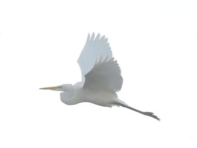 Great Egret _B067312.jpg