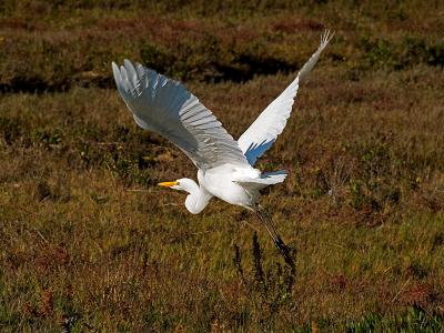 Great Egret _B227924.jpg
