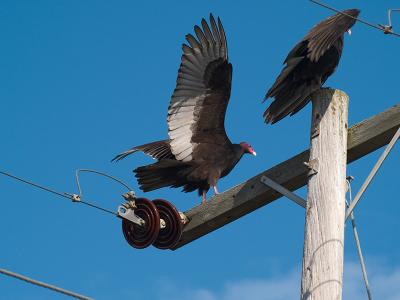 Turkey Vultures _B258088 Jpeg.jpg