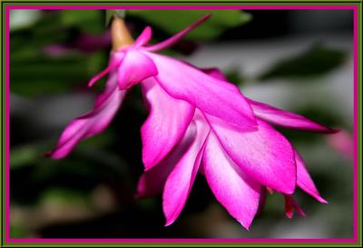 Christmas Cactus