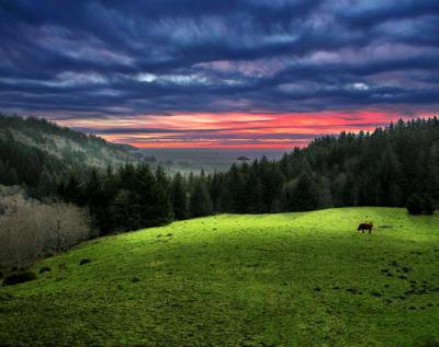 Pasture At Twilight