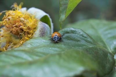 Lady Bug vs. the Aphids