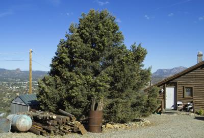 Pinon Pine