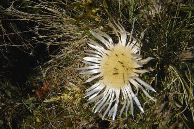 Thistle