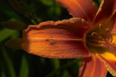 fly on a tiger lily