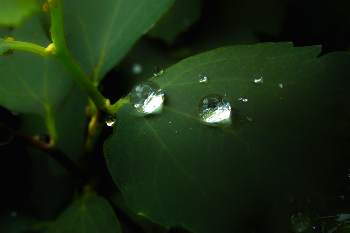 Two Drops after Shower