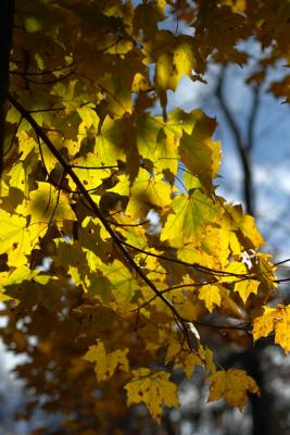 Backlit Maple.jpg