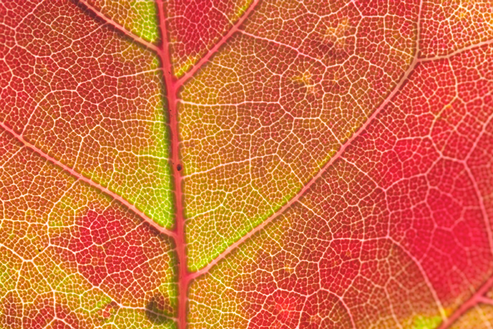 Maple Leaf Macro.jpg