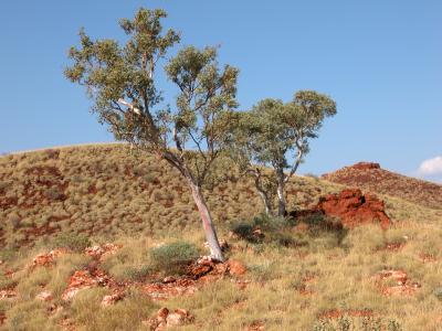 Spinifex Hill #1
