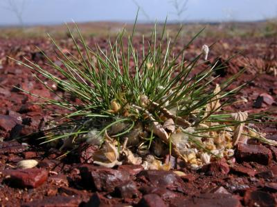 Young Spinifex Plant