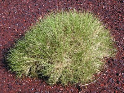 Mature Spinifex Plant