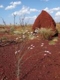 Termite Mound and Wildflowers