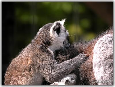 Baby ring tailed lemur