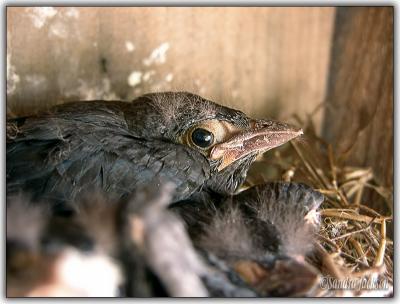 Baby Starlings