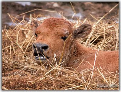 Baby Bison