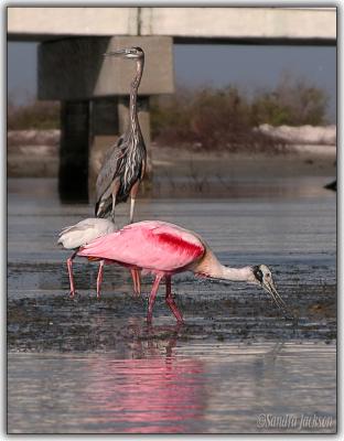 Roseate Spoonbill,   White Ibis and   Great blue Heron