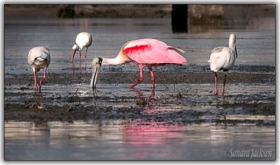 Roseate Spoonbill with White Ibises