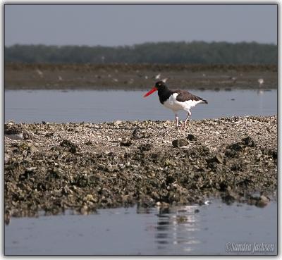 Oystercatcher