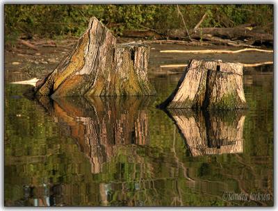 Reflecting stumps