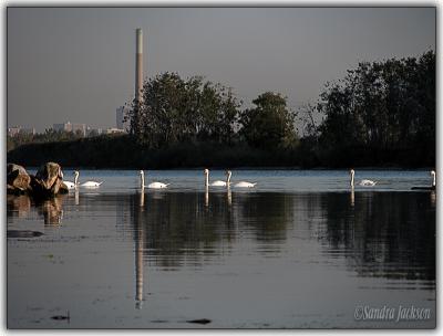 Swans in the bay