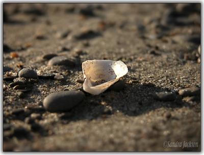 beach shell