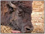 Mother Plains Bison