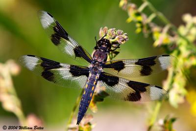 Dragonfly1.jpg