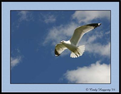 Seagulls In My Yard06