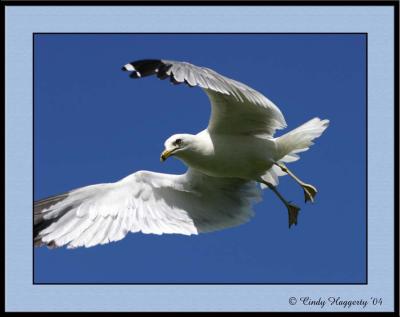 Seagulls In My Yard15