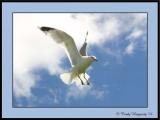 Seagulls In My Yard04