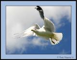 Seagulls In My Yard14