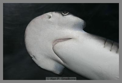 _N0Z0999.jpg