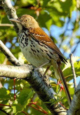 Plum Island Thrasher Web jpeg.jpg