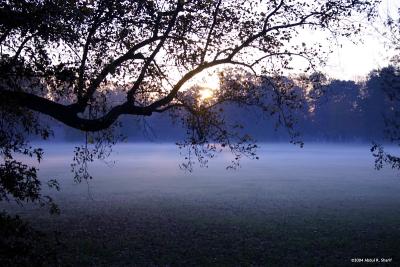 Shawnee Park Foggy Morning