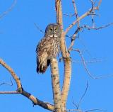 owl in sunlight