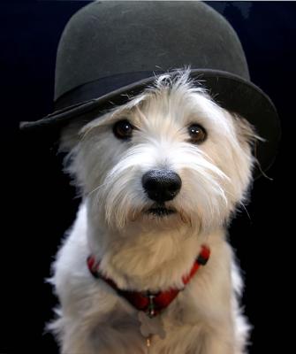 Dog of Many Hats