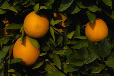 oranges in season