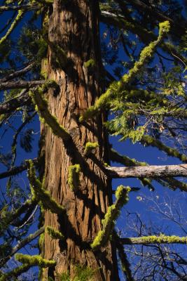 moss on sequoia