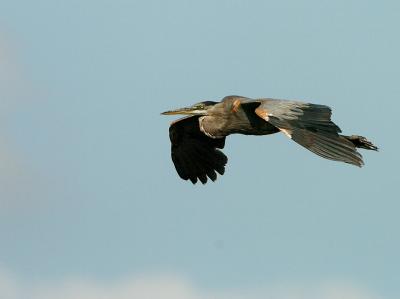 Heron-Flyby.jpg