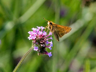 Small Butterfly